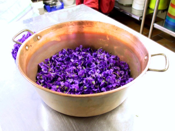 Les Violettes sortent de terre !