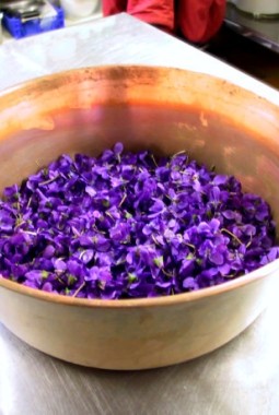 Les Violettes sortent de terre !
