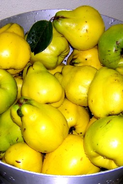 Coings d'Alsace ...