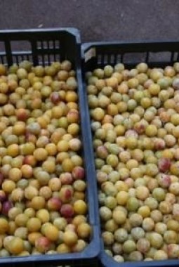 C'est la saison des Mirabelles d'Alsace